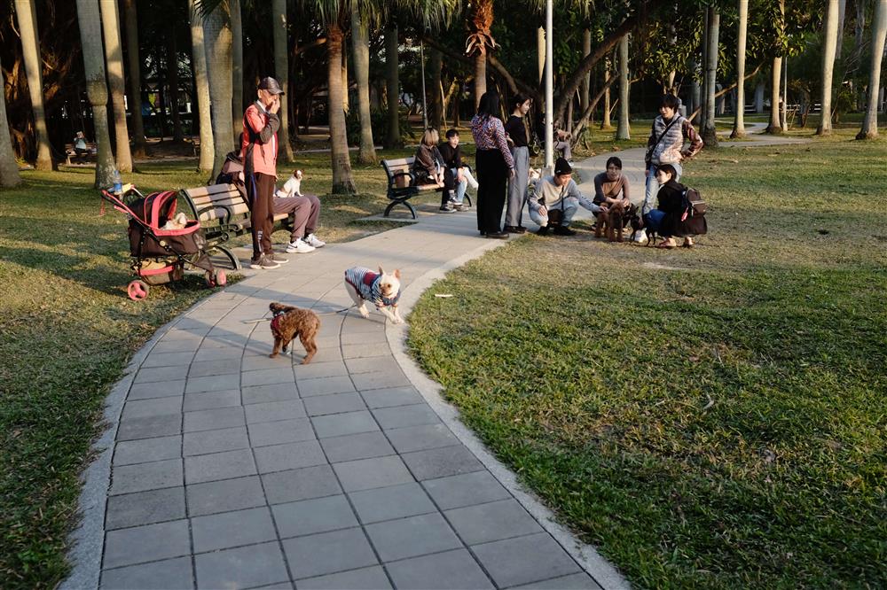 Good Social Dog Park